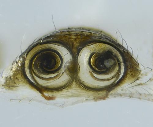 Réf. 238 013 : Linyphia hortensis
